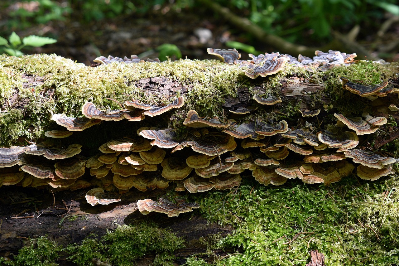 网站压力测试|小说代理平台怎么加入书架