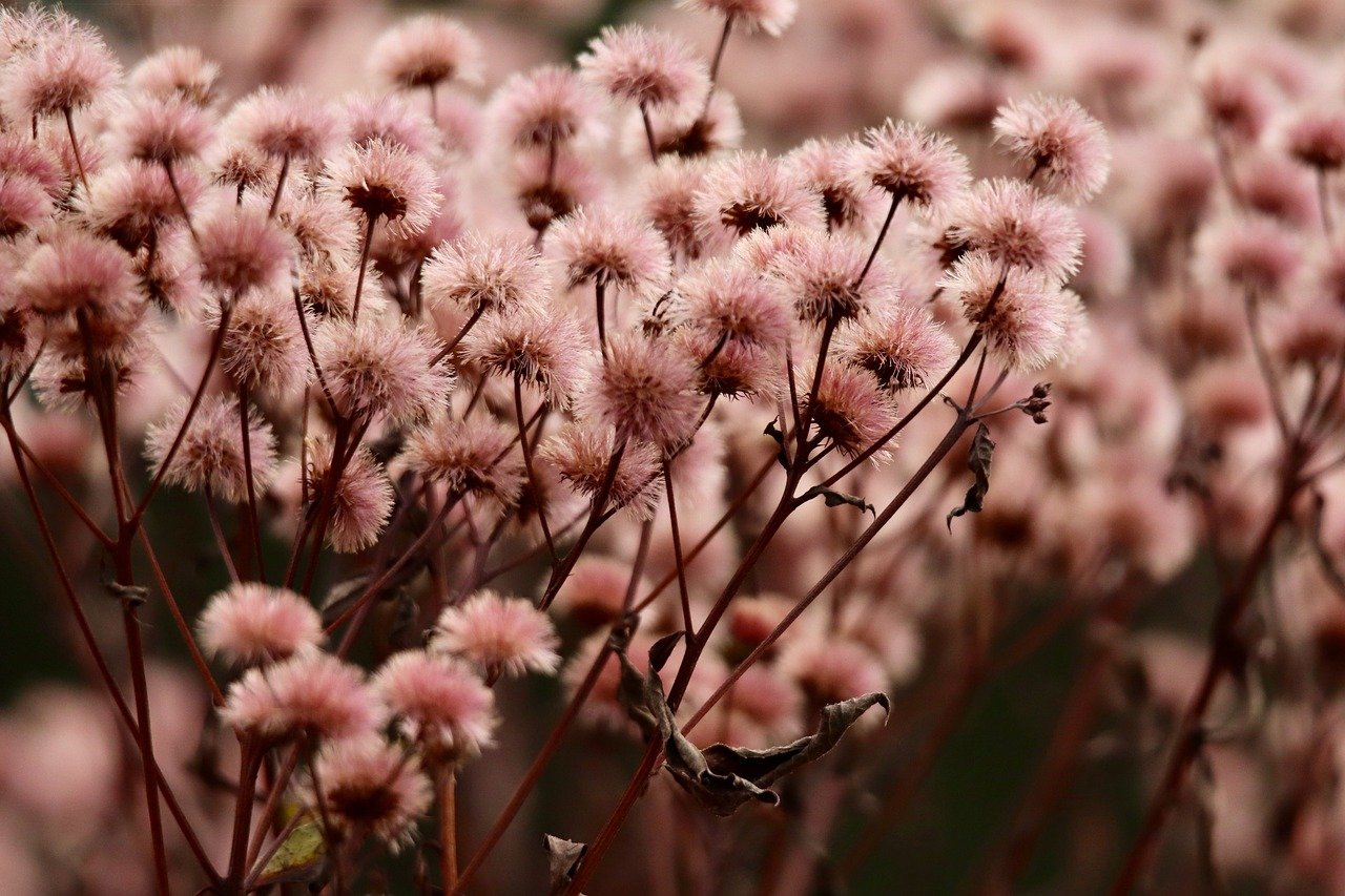 Bohem宝恒树叶爆珠：番茄详情下载教程app